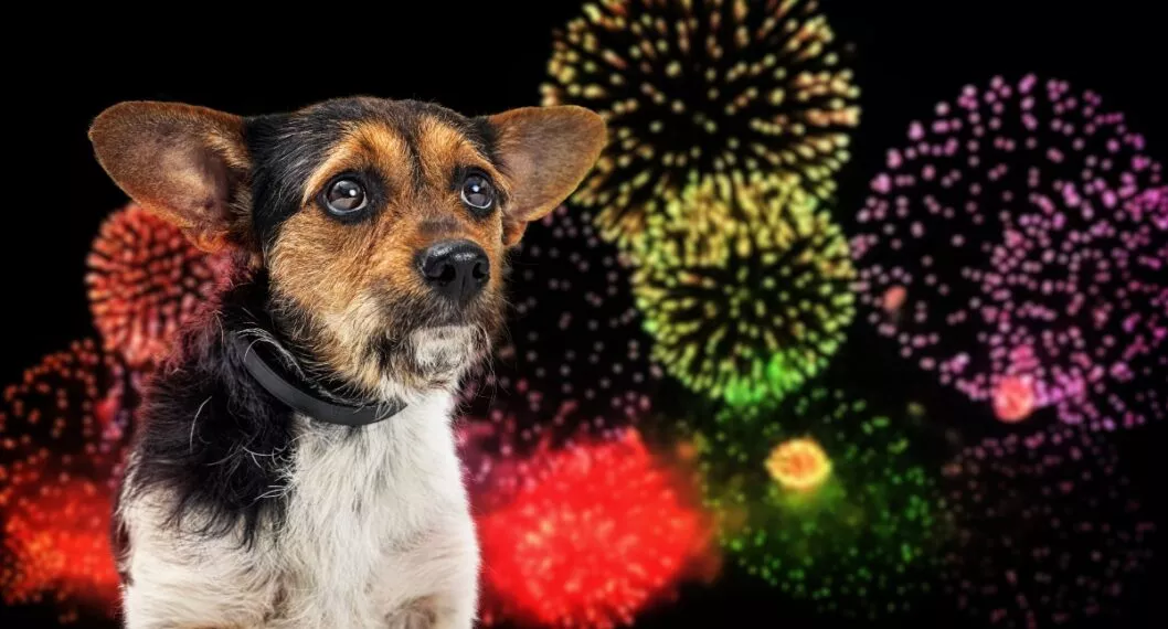 Small nervous dog afraid of loud Fourth of July fireworks display