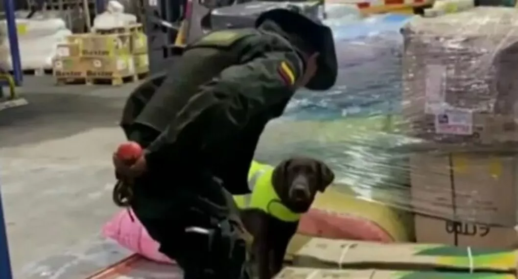 Fontibón: perro antinarcóticos identifica 44 kilos de cocaína en bodega