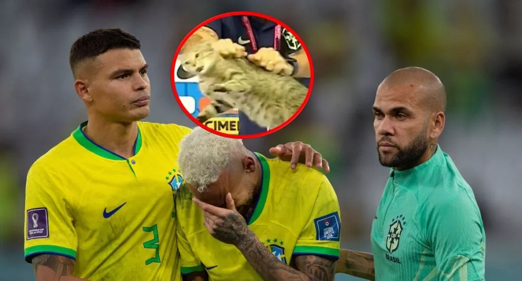 La eliminación de Brasil del Mundial de Qatar 2022, está siendo atribuida a una maldición que recibió por parte de un gato horas antes del partido decisivo