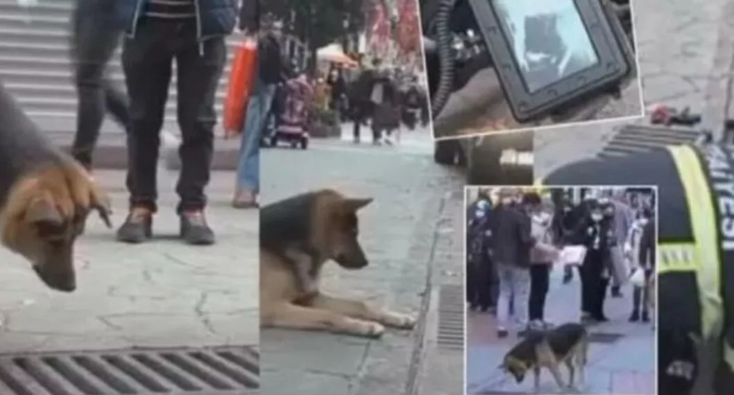 Video viral: perro en Turquía lleva días buscando algo en una alcantarilla
