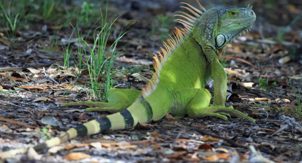 Iguana dejó sin luz a una ciudad en Florida