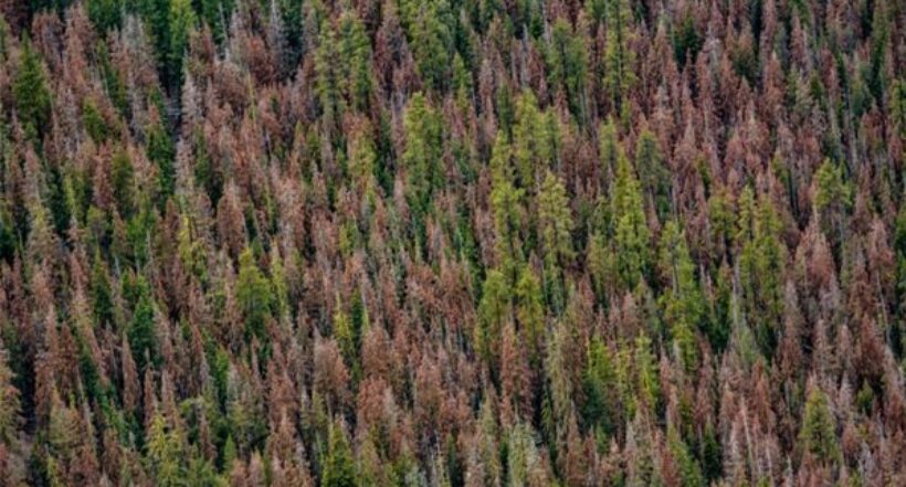 En Estados Unidos encontraron 450.000 hectáreas de árboles muertos, ¿qué les pasó?