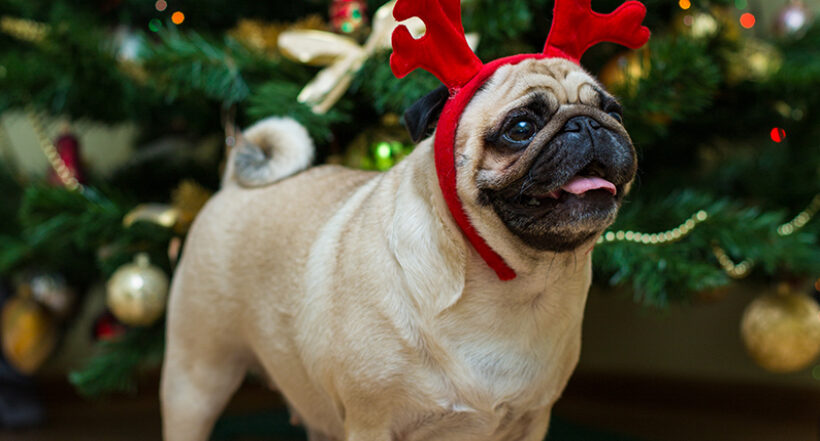 Cuidados especiales para las mascotas en fechas de celebración de diciembre