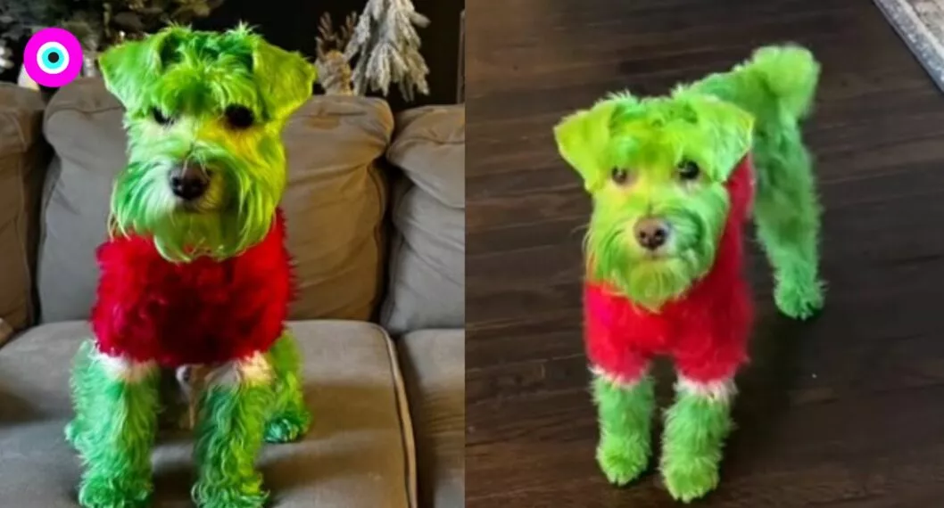 Mujer tintura a su perro de verde para que sea el Grinch y es criticada en redes