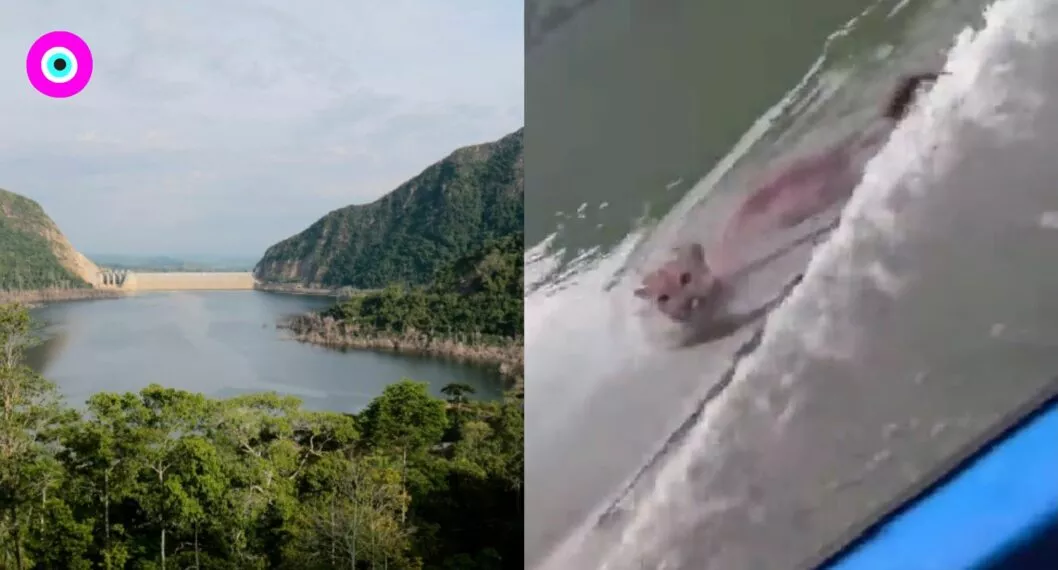 Turistas encontraron un puma nadando en embalse de Girón Santander