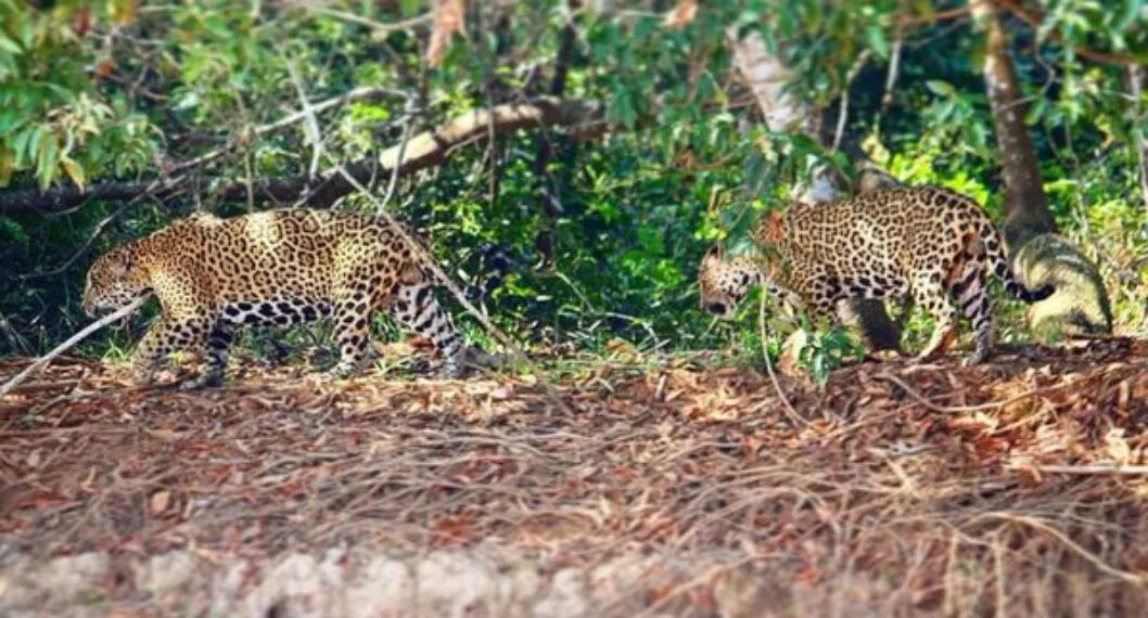 Contrario a lo que se creía, los jaguares macho no son tan solitarios