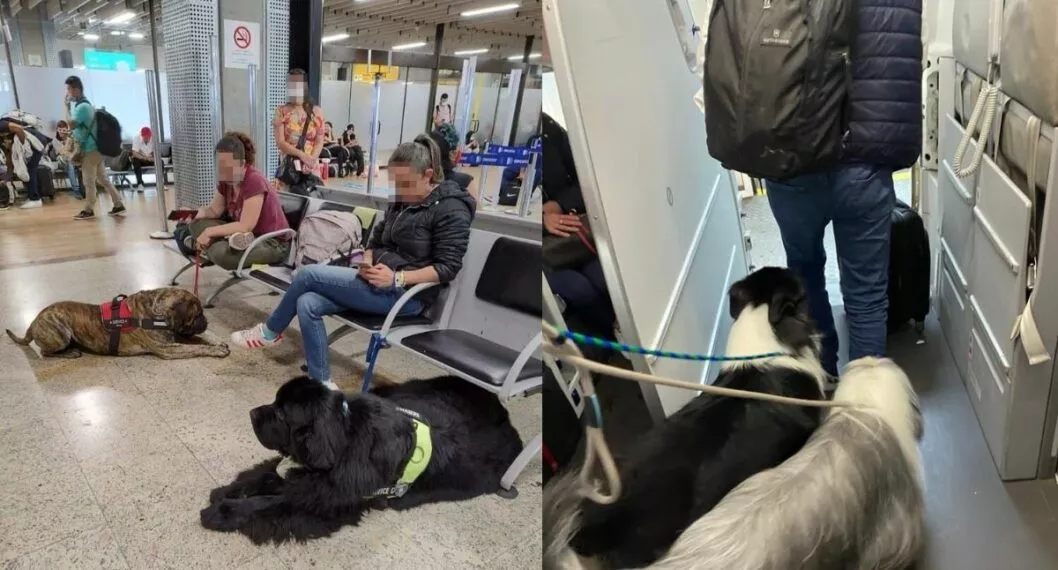 Avianca respondió por la presencia de 25 perros en vuelo Sao-Paulo-Bogotá. Al parecer, los amos de las mascotas le mintieron a la aerolínea.