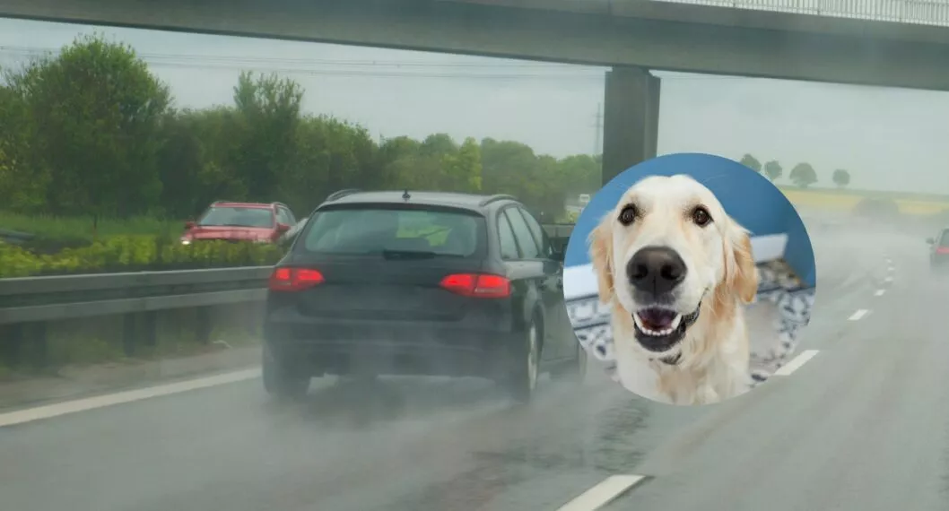 Fotos de carro en autopista y de perro, en nota de Conductor que arrastró a perro en autopista Medellín-Bogotá se entregó: qué dijo