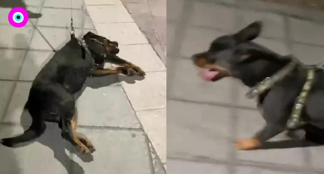 Video viral: perro hizo berrinche para que no se lo llevaran del parque