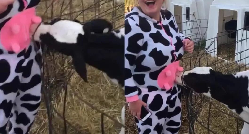 Videos virales: ternero confunde a su madre con una mujer disfrazada de vaca e intenta tomar leche.