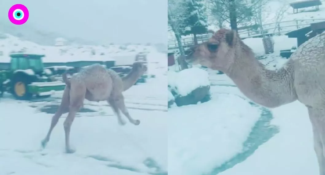 Camello bebé conoció por primera vez la nieve y enterneció con su reacción