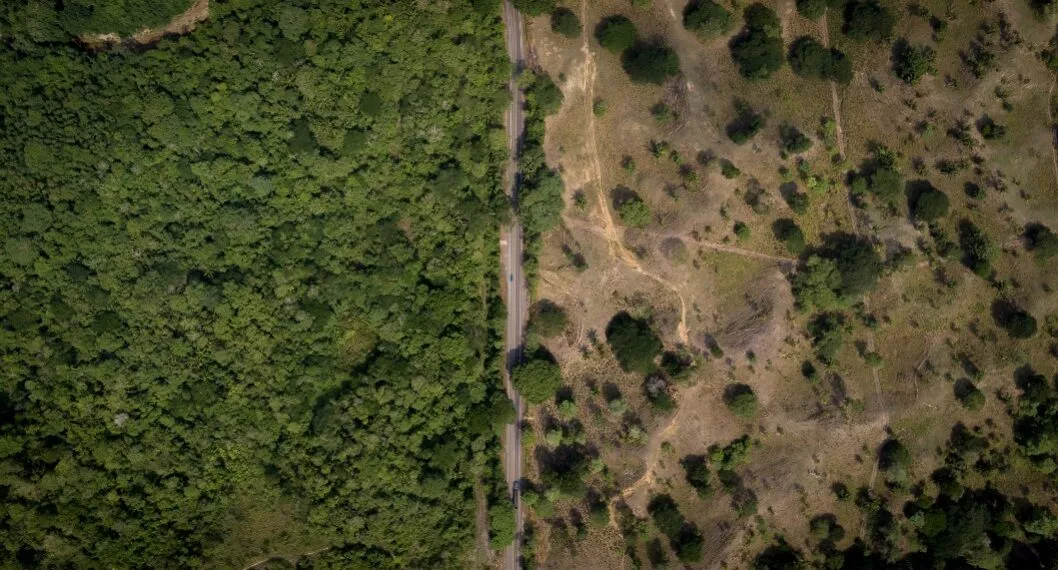 Colombia tuvo 86.985 hectáreas deforestadas entre enero y septiembre de 2022