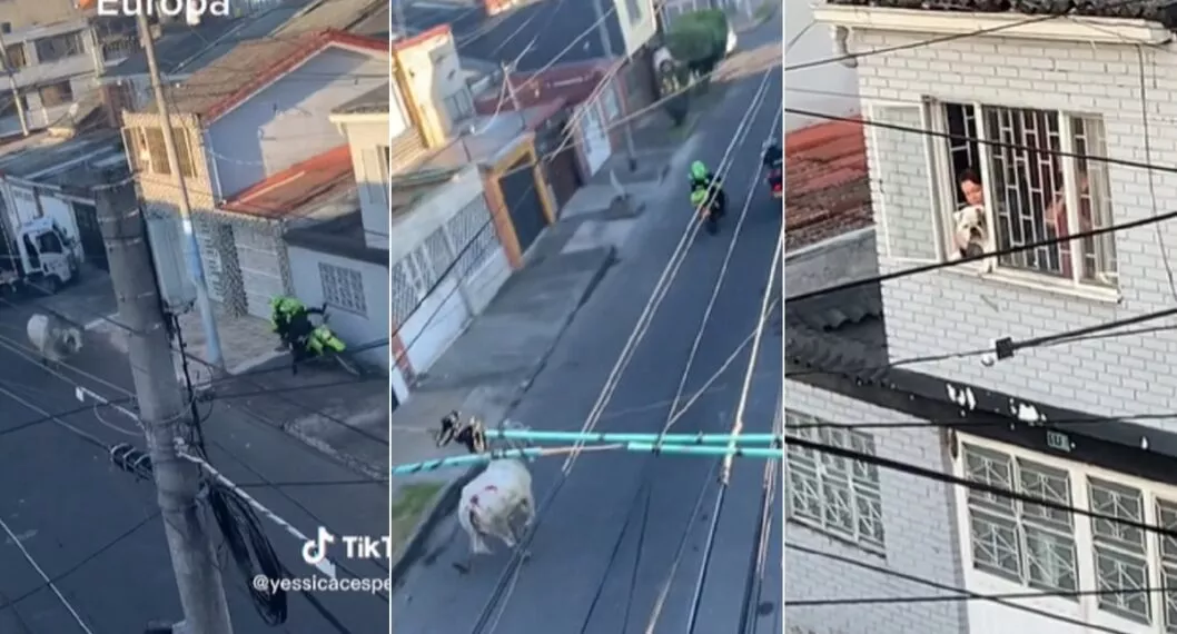 Vaca descontrolada puso a correr a policías en Bogotá y video es viral en TikTok.