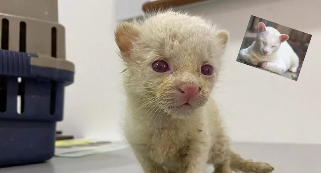 Hace un año, una pequeña gata fue rescatada en el cañón de El Mata, ubicado a cuatro horas del casco urbano de Amalfi, municipio de Antioquia.