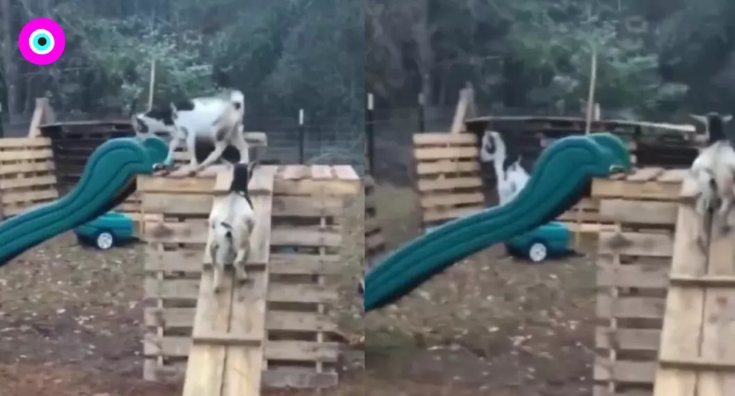 Video donde un par de cabras están jugando en un rodadero, dentro de un parque infantil, como si fueran niños.