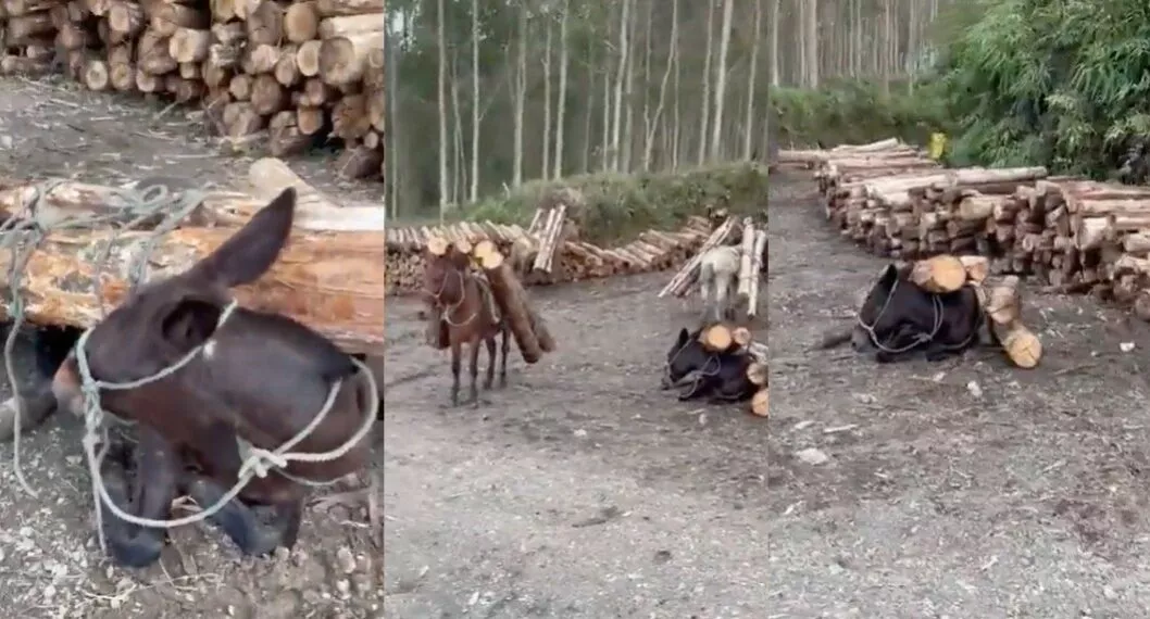 Pereira: caso de maltrato animal con mulas llevando pesados troncos por trochas