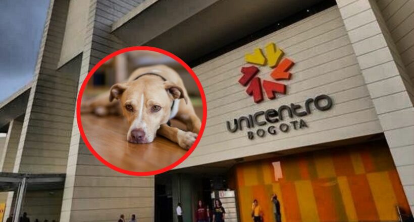 La periodista Mónica Rodríguez estalló por un video que muestra cómo permanecen varios perros que trabajan en el centro comercial Unicentro de Bogotá.