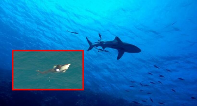 Viral: náufrago en Australia se salvó de ser devorado por tiburones en una tabla