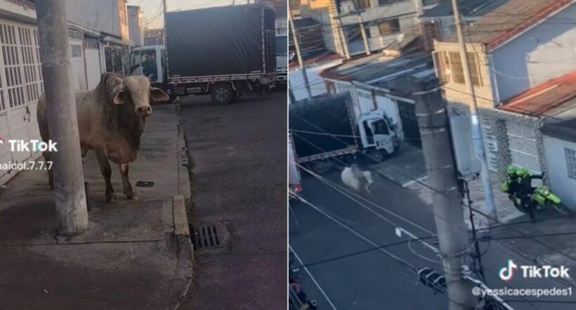 
El toro que correteó a dos patrulleros de la Policía en Bogotá y que se viralizó en redes sociales fue rescatado por una fundación animalista.