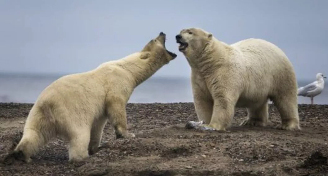 Canadá: la 'capital mundial del oso polar' se está quedando sin este animal