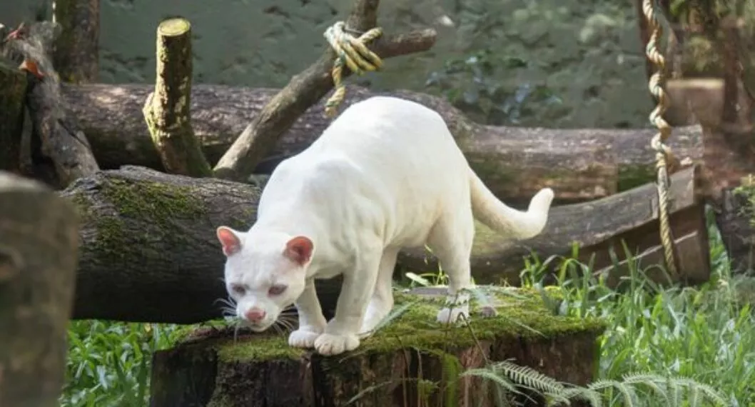 Hallazgo de ocelote albino en Antioquia preocupa a científicos