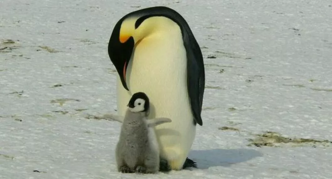 Pingüinos emperador podrían estar casi extintos antes del fin del siglo XXI