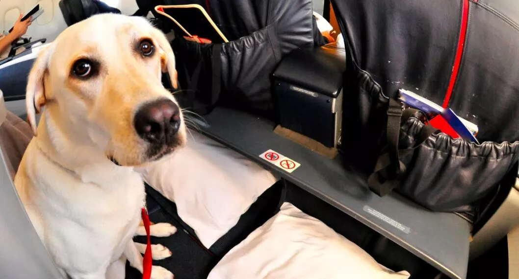 Perro en avión, en nota sobre cambio de reglas que hizo Avianca para poder viajar con mascotas en la cabina 
