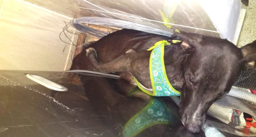Un perro murió por culpa de la pólvora en Santa Marta. El animal se escondió debajo de la cama al sufrir una crisis nerviosa y su corazón no aguantó. 