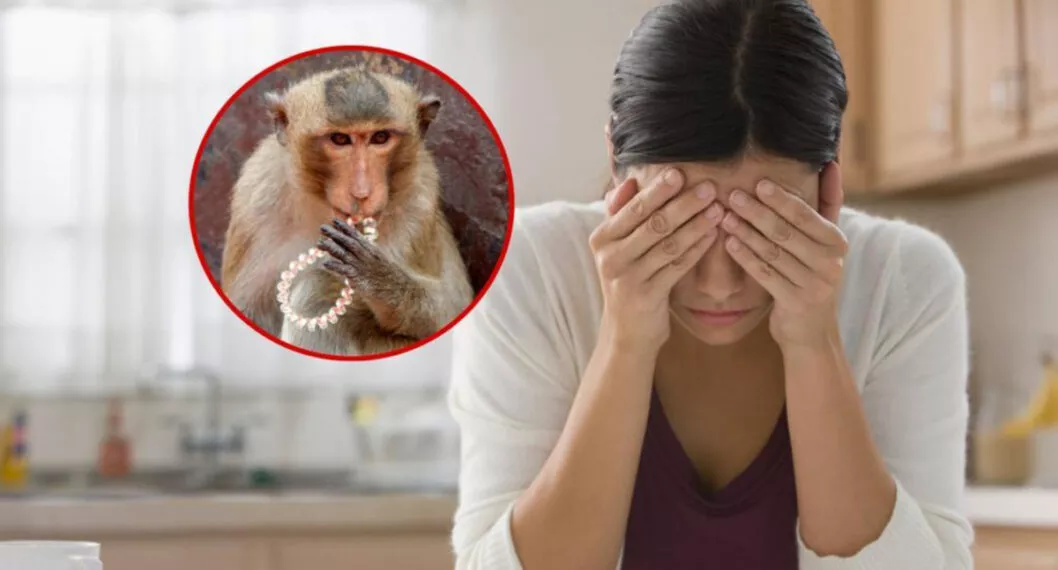 Mono robó bolso de mujer en Tailandia y cuando lo recuperaron hallaron un tesoro impensado.