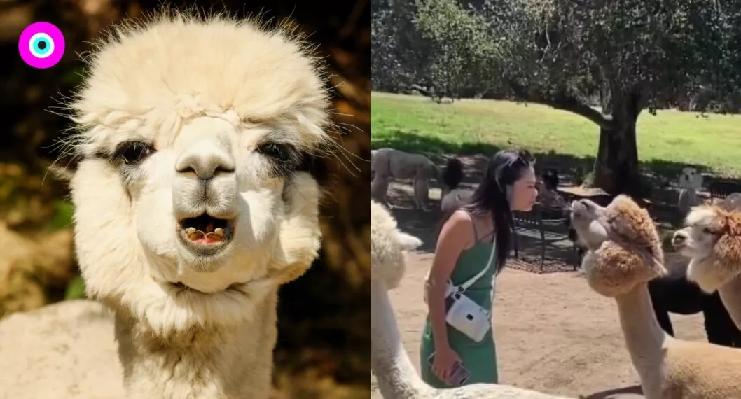 Video viral: joven intentó darle un beso a alpaca y esta le escupió la cara