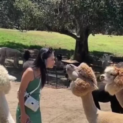 caras graciosas de alpaca