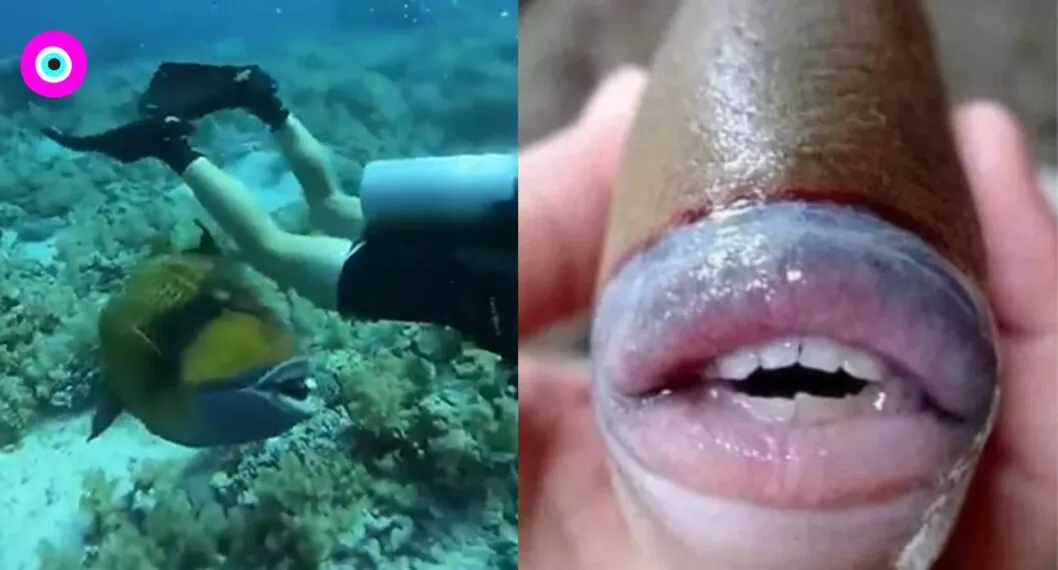 Video de buzo que fue mordido por un pez ballesta que tenía dientes parecidos a los humanos, en Egipto.