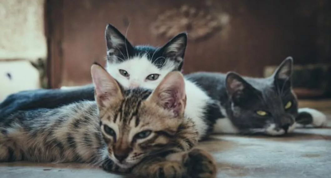 Cuáles son las razas de gatos más comunes en el mundo