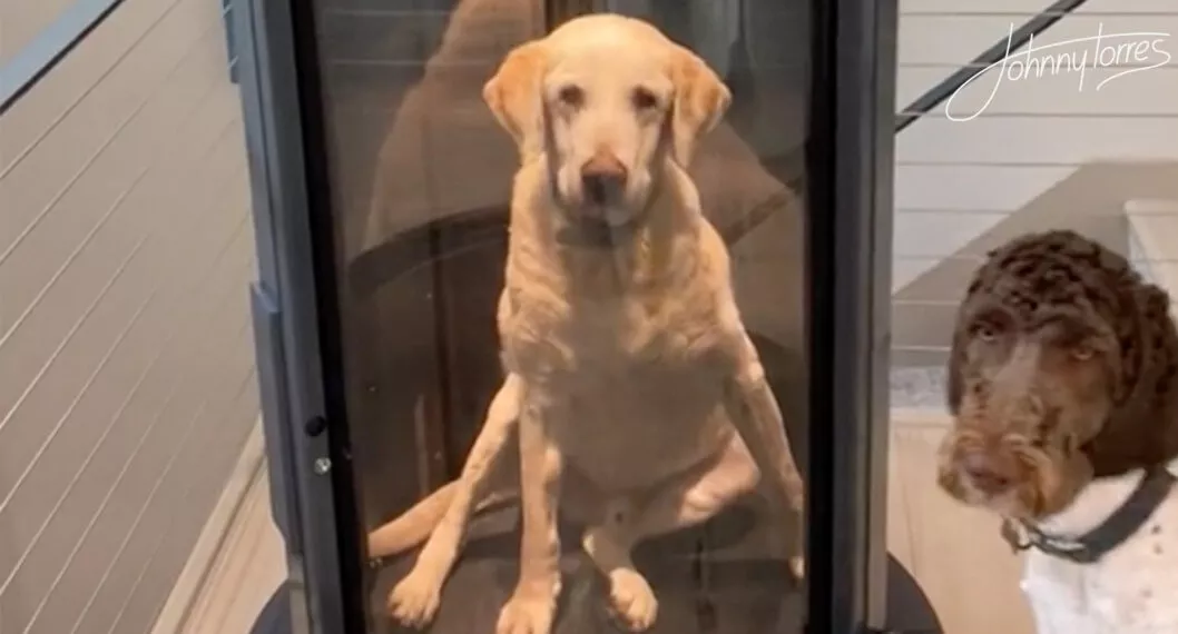 Viral: perro con displasia tiene un ascensor en su hogar gracias a su familia