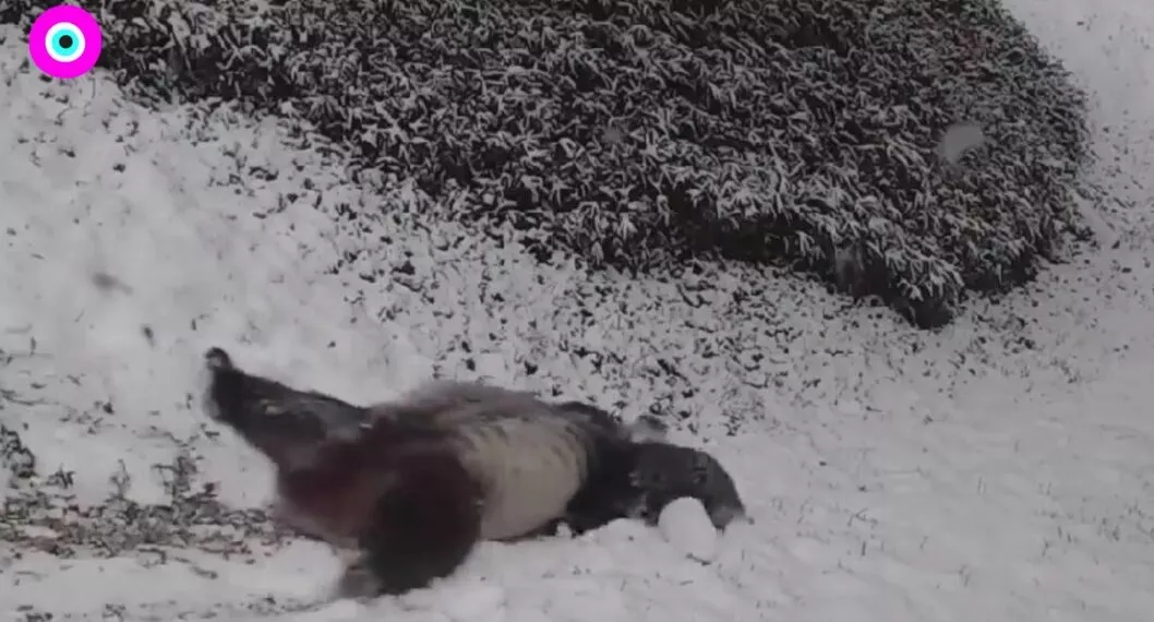 Video viral: osos panda jugaron en medio de la nieve en Estados Unidos