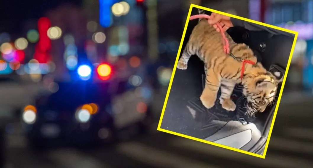 Agentes de tránsito se llevaron feroz sorpresa; encontraron un tigre durante requisa