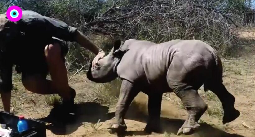 Video viral: rinoceronte bebé defendió a su mamá de veterinarios