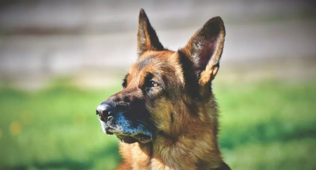 Cuidados que se deben tener con los perros de raza pastor alemán