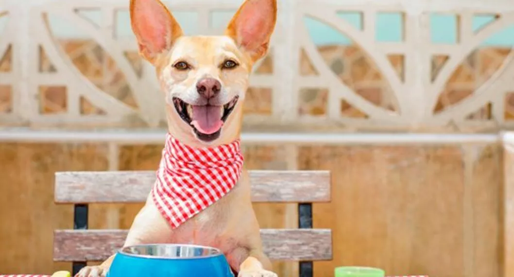 Los perros pueden comer maní: qué beneficios tiene