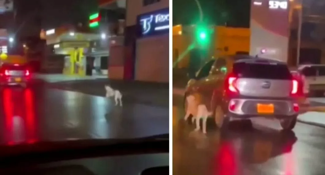 Video de un perro que es abandonado por los tripulantes de un carro en plena calle de Cali.