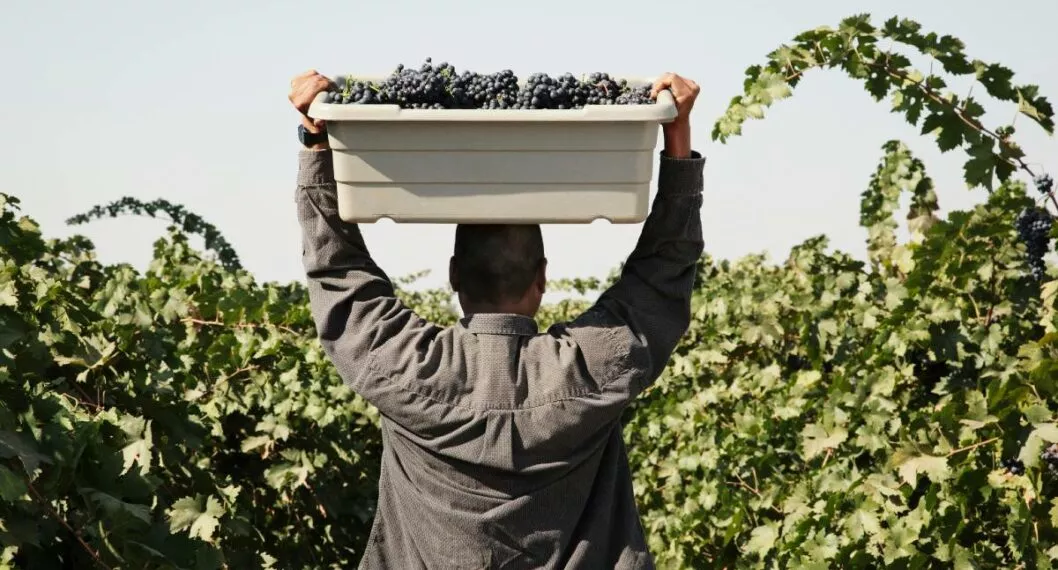 Foto de contexto de hombre cargando uvas a propósito de detenido por engañar trabajadores mexicanos