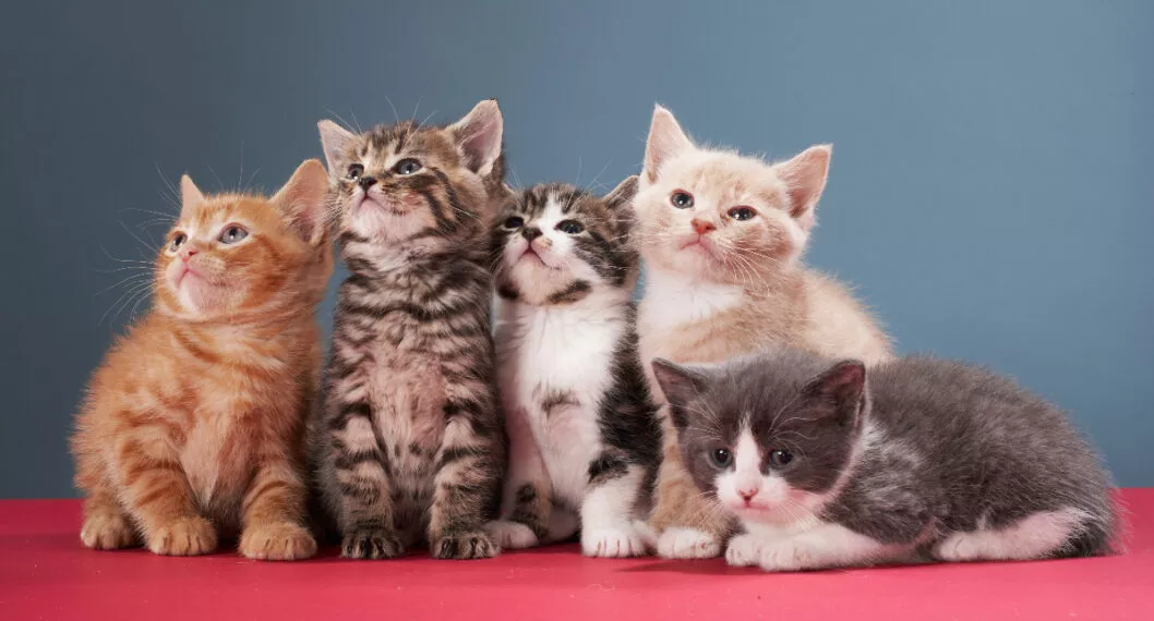 Cuáles son las mejores razas de gato para tener en casa: Persa, Azul ruso y más.