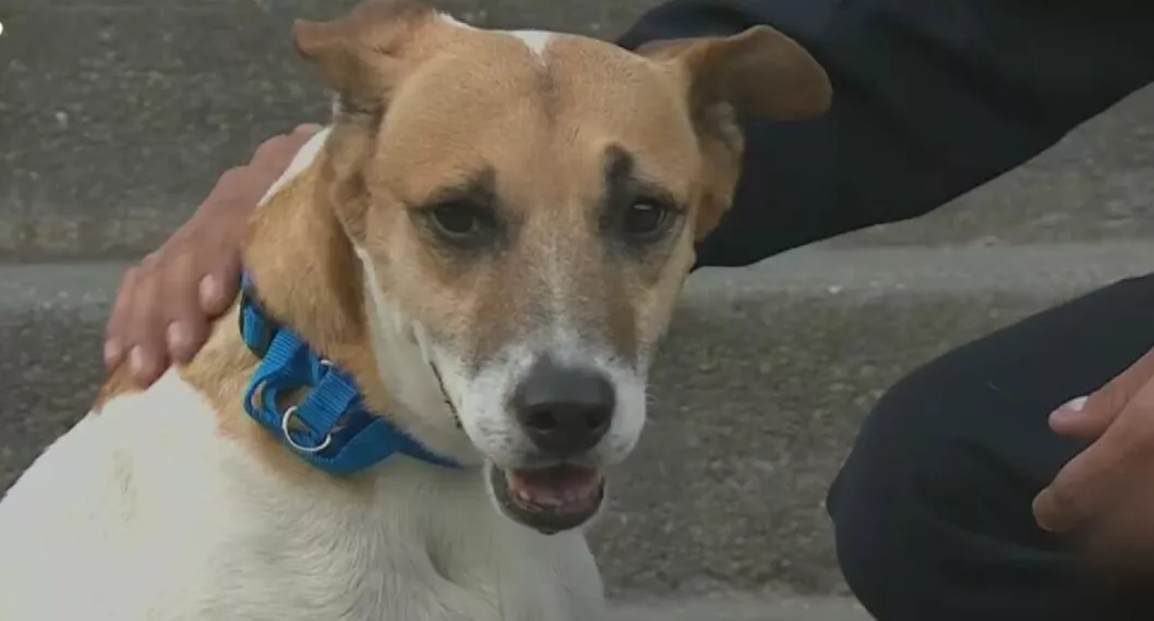 Cali: perro que perseguía un carro es de la Policía, no abandonado como se creía
