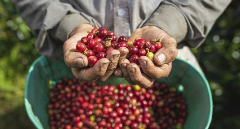 Producción de café en Colombia bajó un 29 % por fuertes lluvias en 2022