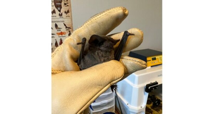Una mujer cuidó a más de 1.600 murciélagos durante ola de frío en Estados Unidos