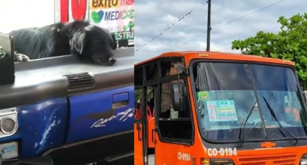 Video viral: perro fue como copiloto en bus de transporte público en Ibagué