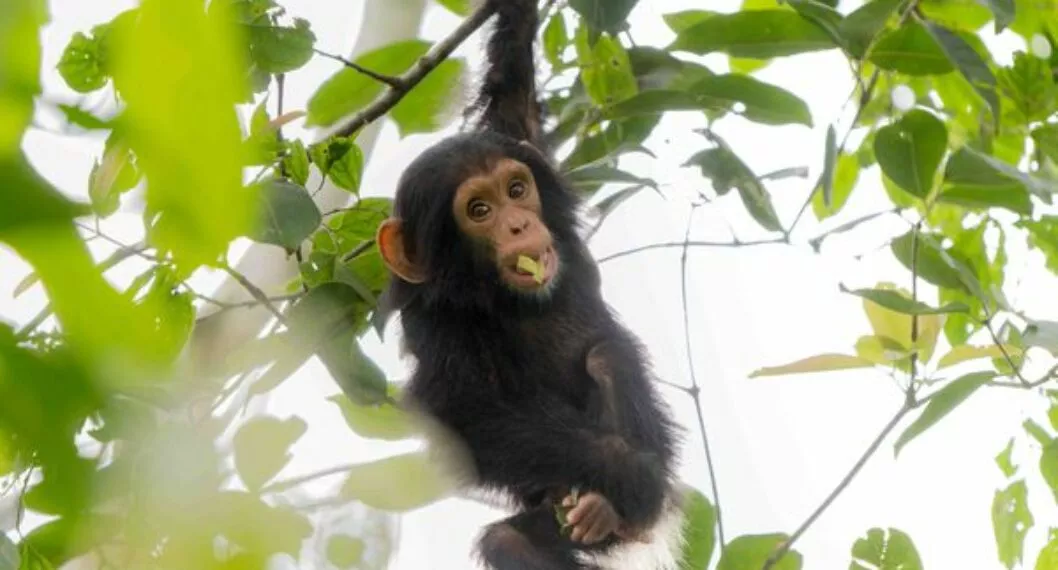 Los chimpancés usan hojas para comunicarse y coquetear en distintos dialectos