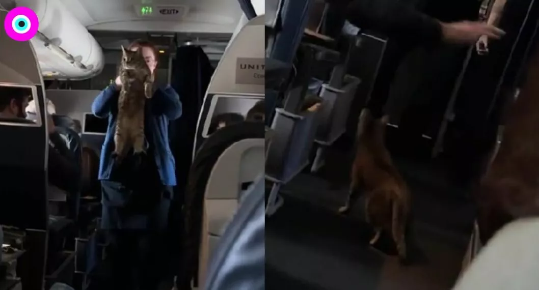 Video de gato que se escapó de su dueño en vuelo y terminó en primera clase.