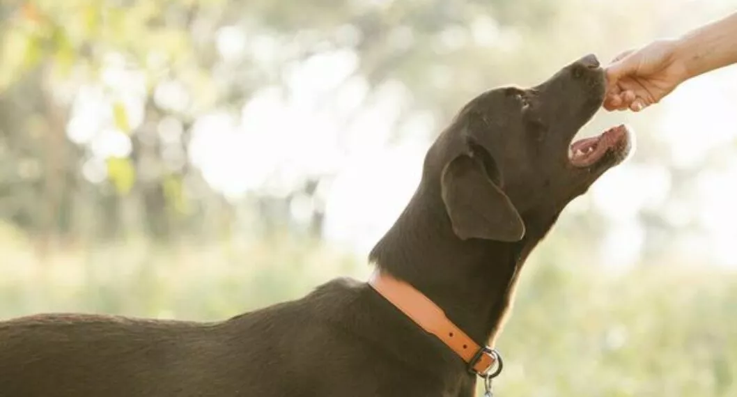 Apio para perros: beneficios y consejos para darle este alimento a tu mascota