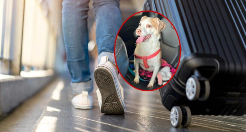 Mujer en Estados Unidos abandonó a su perra en aeropuerto por no poder llevarla en cabina.